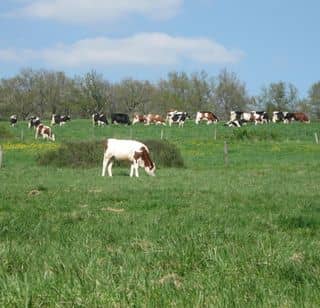 ferme-besson-vaches